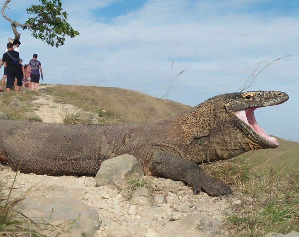 Caroussel de photos montrant les activités pendant la croisière vers les îles Komodo.