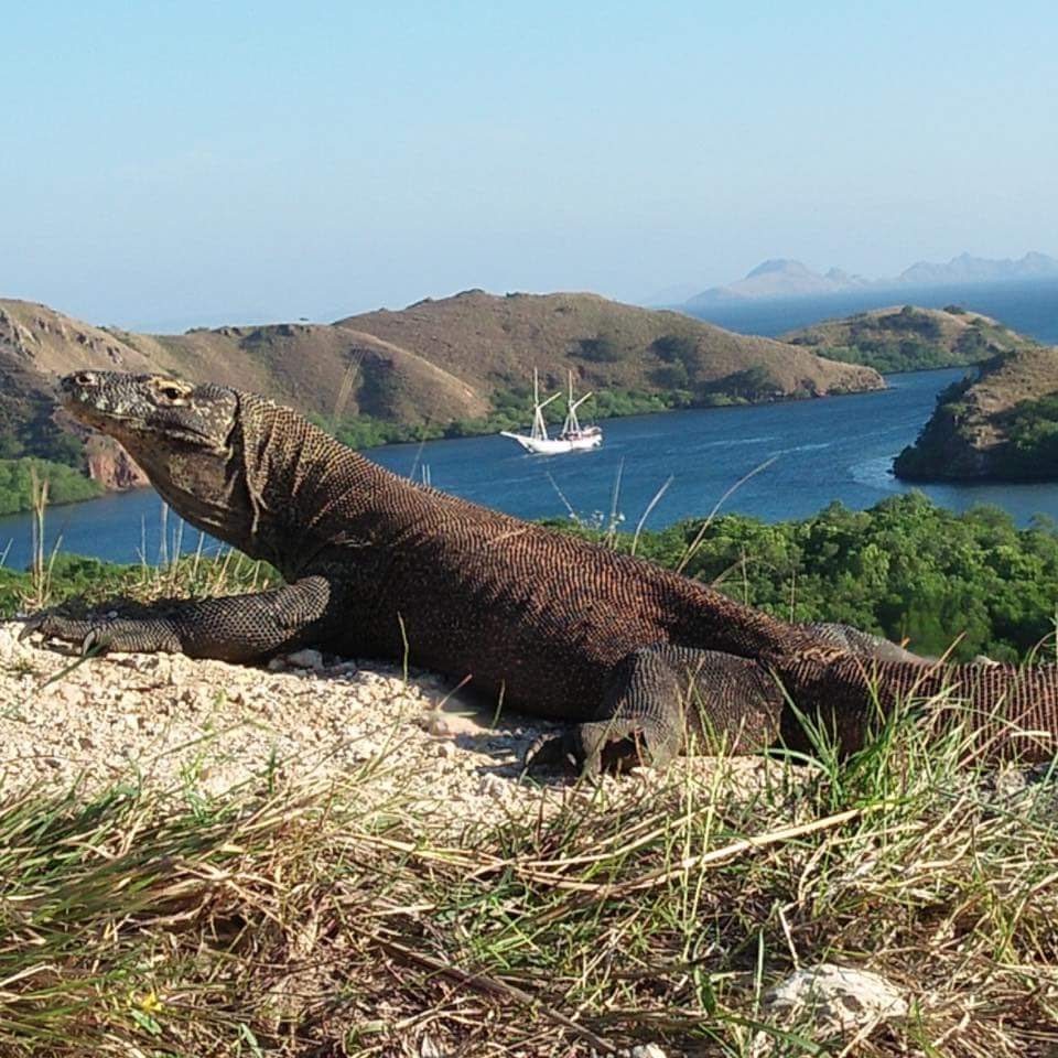Voyage à l’île de Komodo,Flores,indonésie - découvrez les dragons de Komodo et les plages paradisiaque 