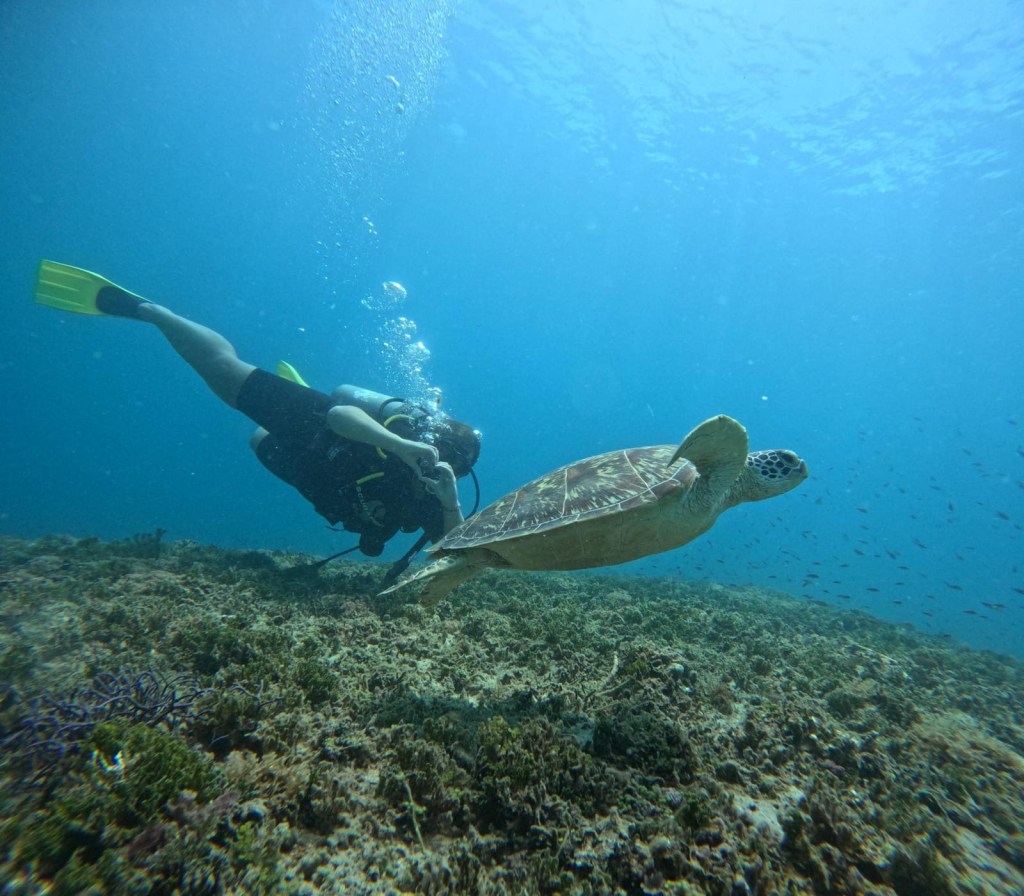 Scuba diving in the crystal-clear waters of Komodo National Park, with a stunning marine life and coral reefs, East Nusa Tenggara, Indonesia. #KomodoDiving #KomodoNationalPark 