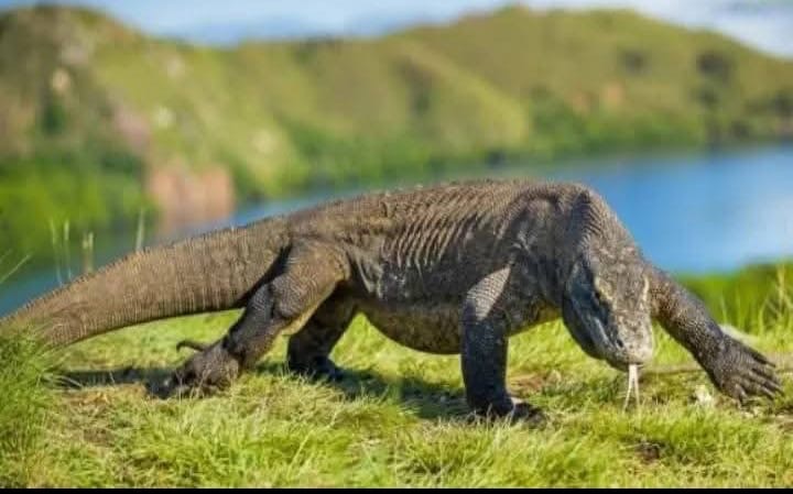 Komodo trip,flores,Labuan bajo- face to face with Komodo dragons in their real habitat 