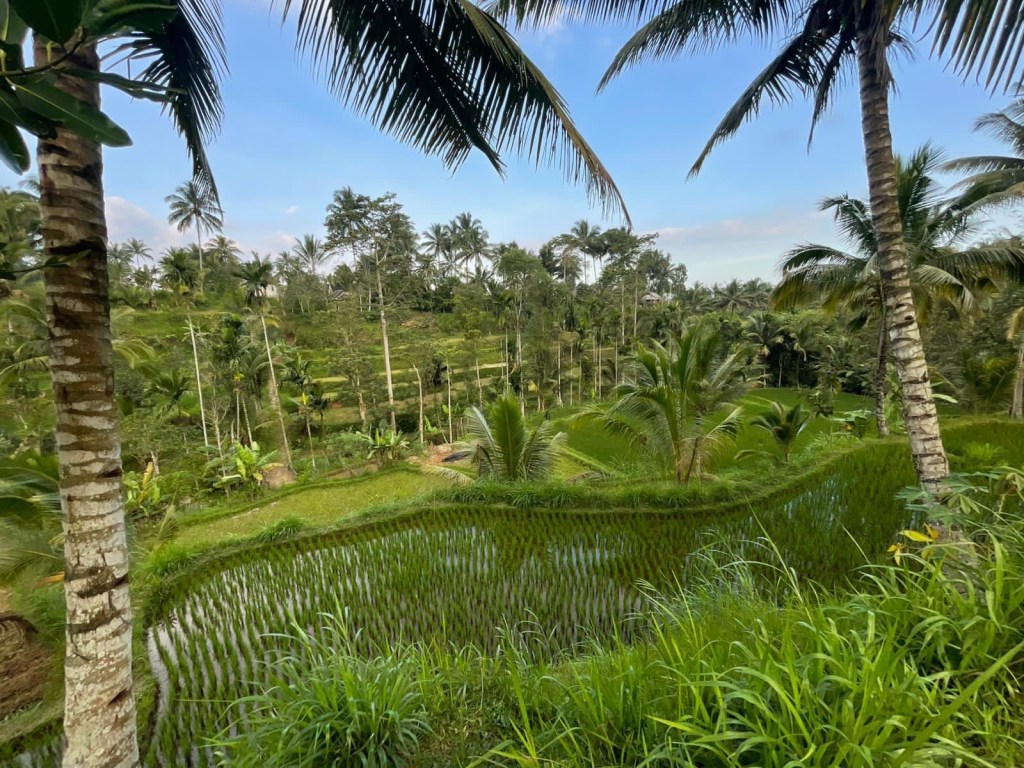 Explore Tetebatu Batu village lombok,Lombok-beautiful view of lombok rice terraces 