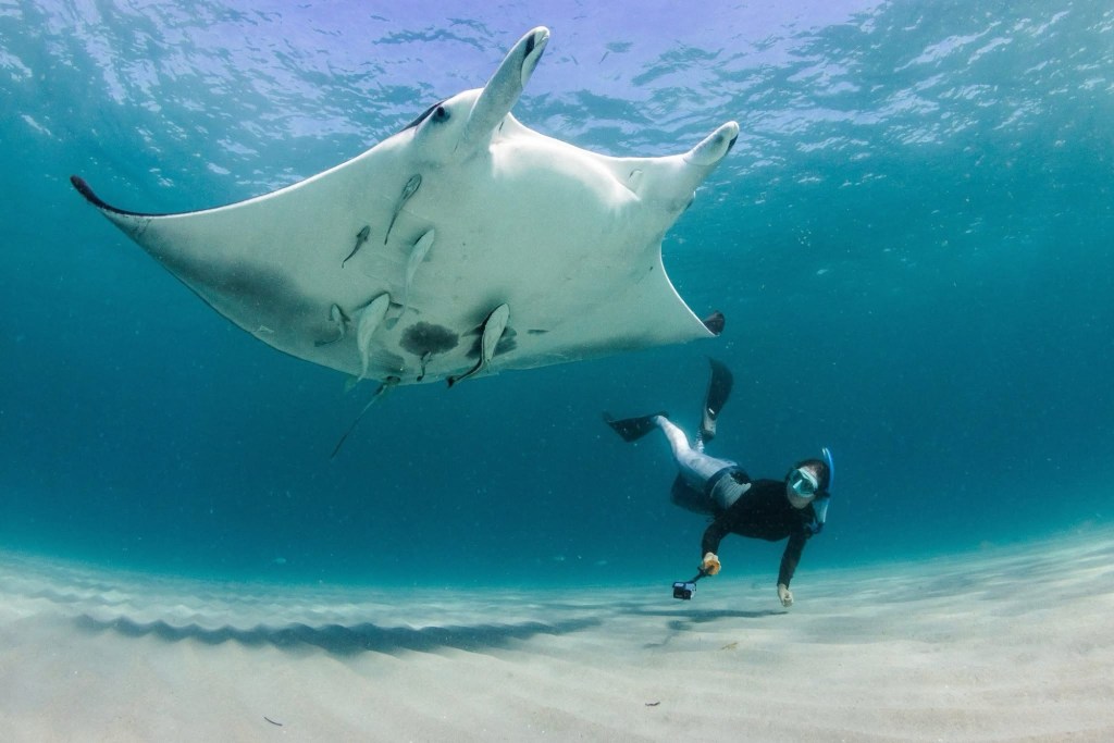 Komodo island tour, Flores ,Indonesia - swim and snorkelling with manta ray