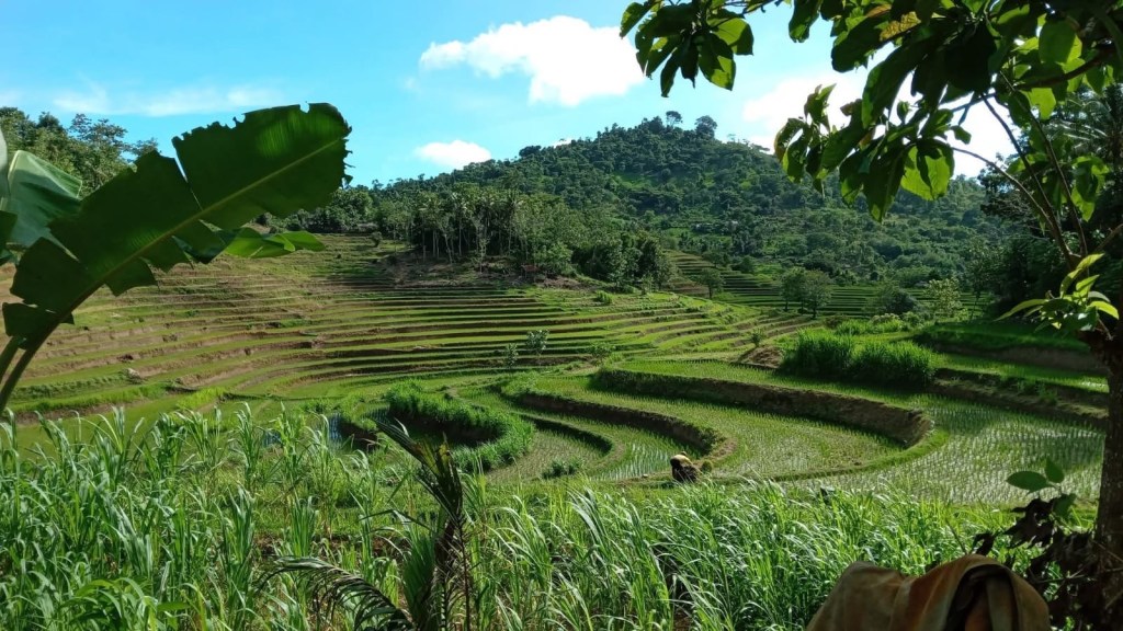 Tetebatu village,Lombok - Lombok rice terraces 