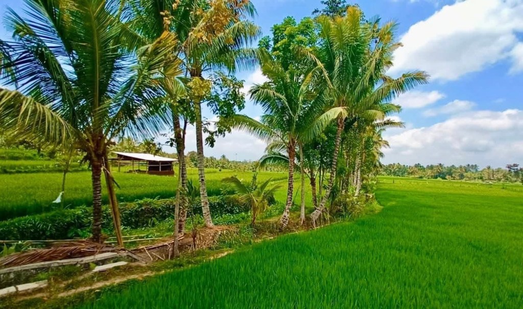 Lombok country side,Lombok - rice fields 