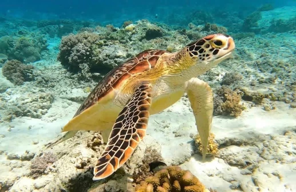 Snorkling trip,Lombok,gili trawangan - turtle point 