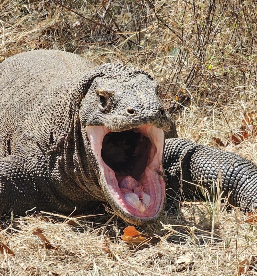 Komodo national park,Flores-sharing Komodo trip 4 days 3 night