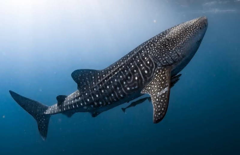 Whales shark trip 2 days 1 night, sumbawa